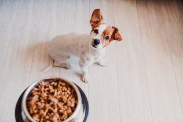 feeding dog elimination diet for allergies