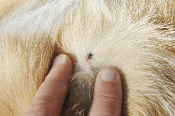 how to identify a tick bite on a dog picture of tick bite