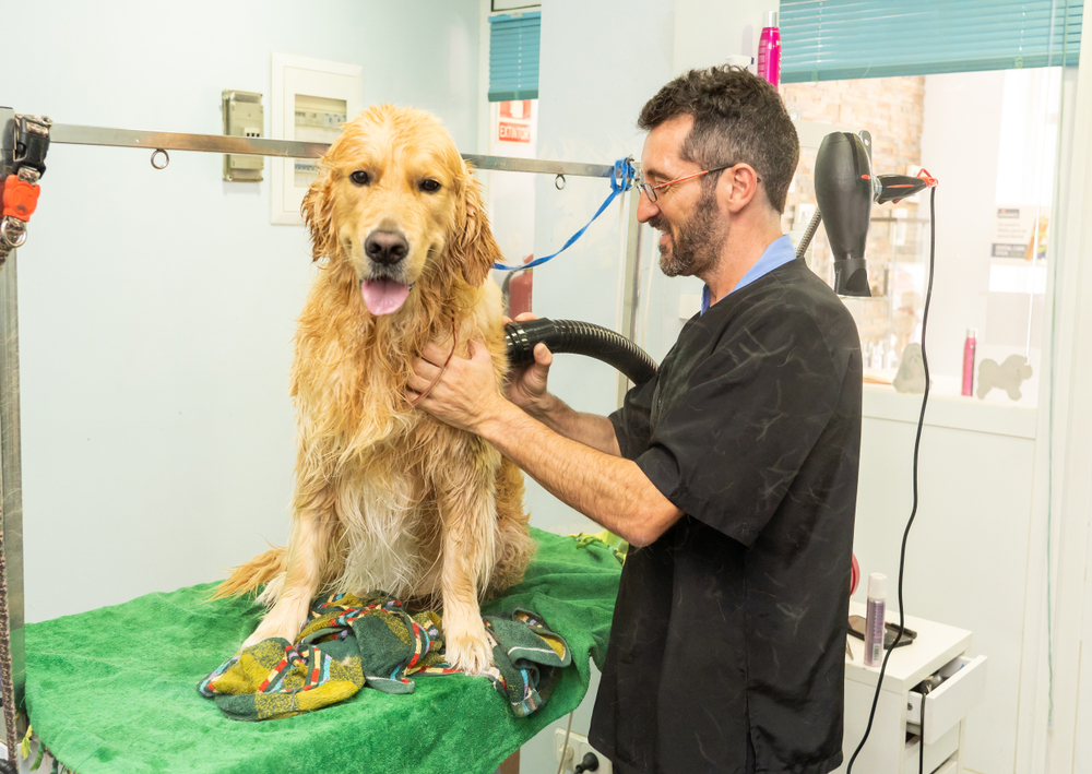 man grooming golden retriever