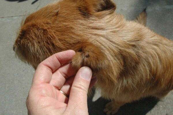 how to identify a tick bite on a dog tick on dog's ear