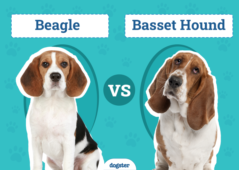 Beagle vs Basset Hound