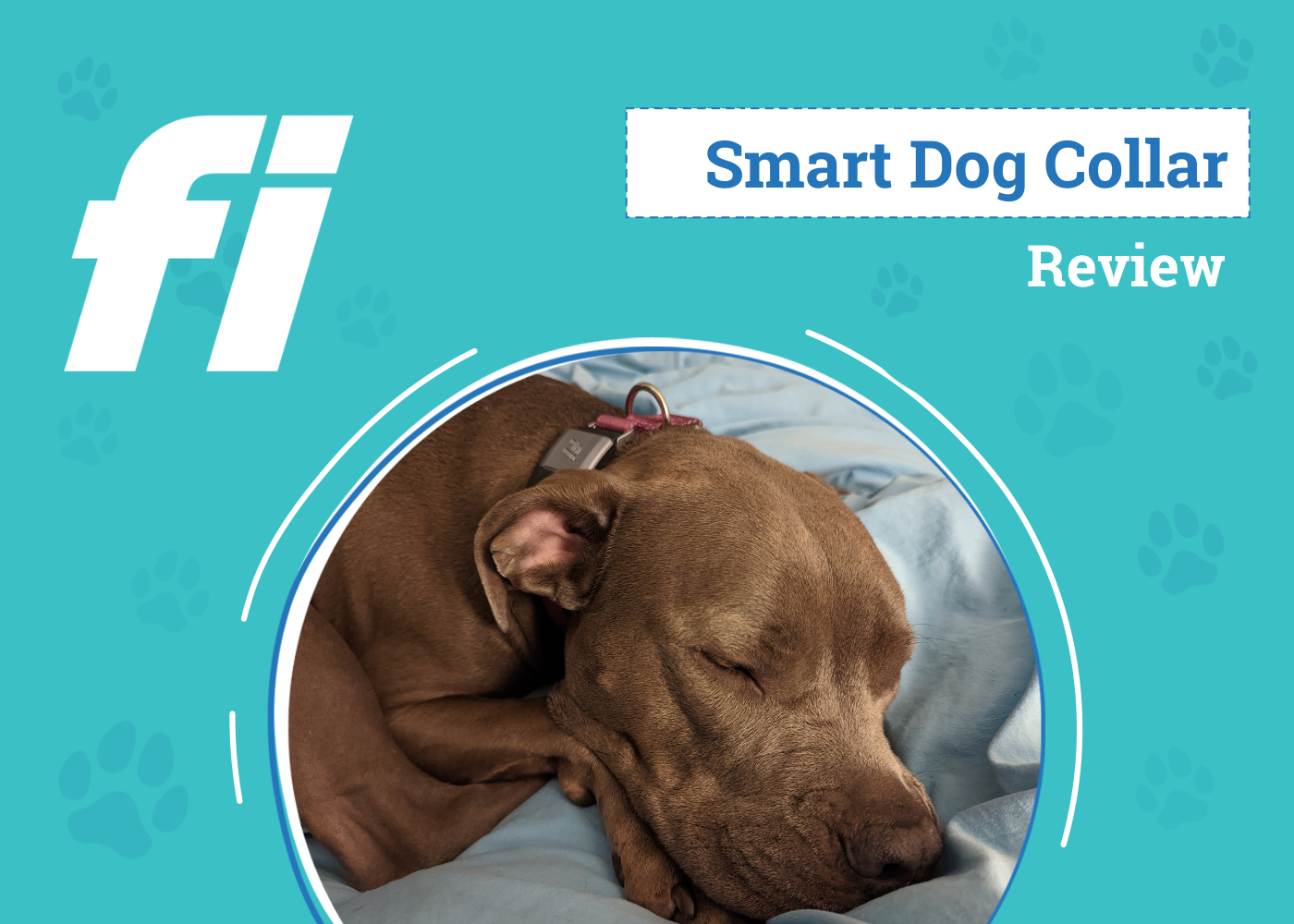 DOG_SAPR_Fi Smart Dog Collar