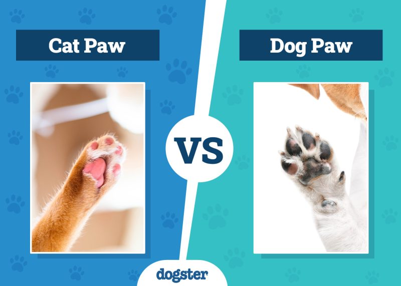 Dogster_Cat Paw vs Dog Paw