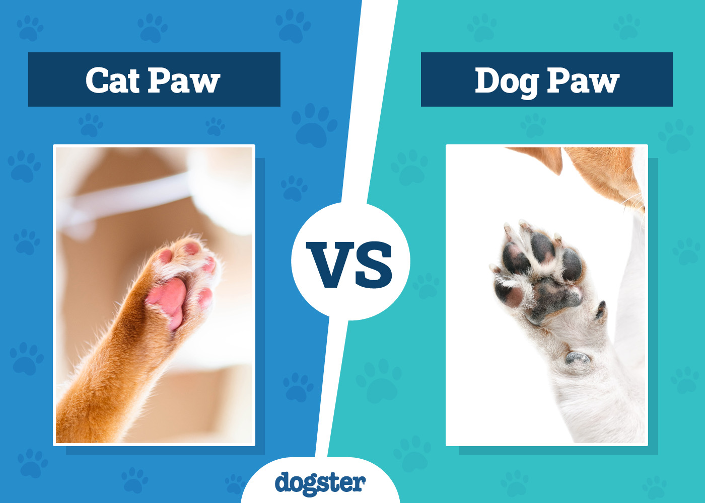 Dogster_Cat Paw vs Dog Paw