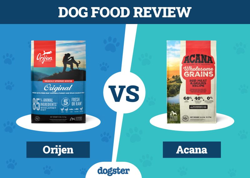 Dogster_Dog Food Orijen VS Acana