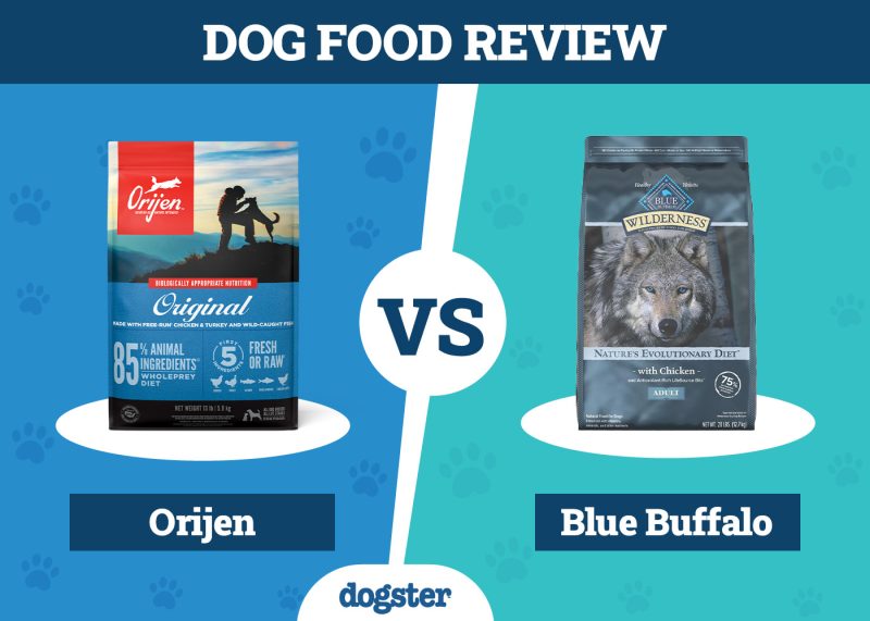 Dogster_Dog Food Orijen VS Blue Buffalo