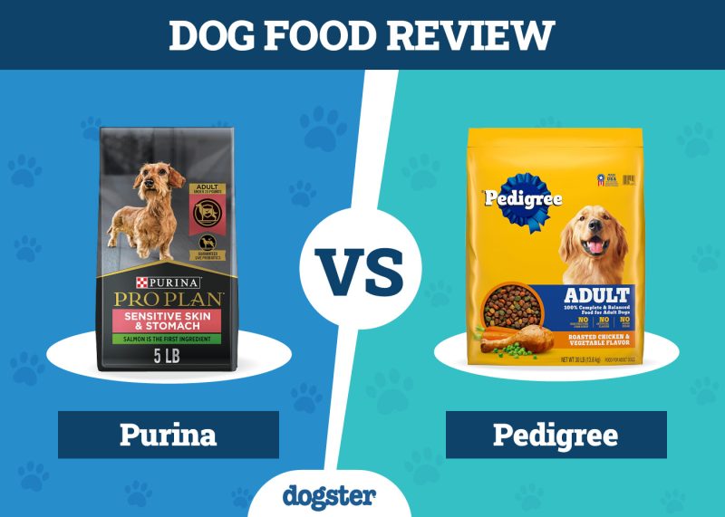 Dogster_Dog Food Purina VS Pedigree