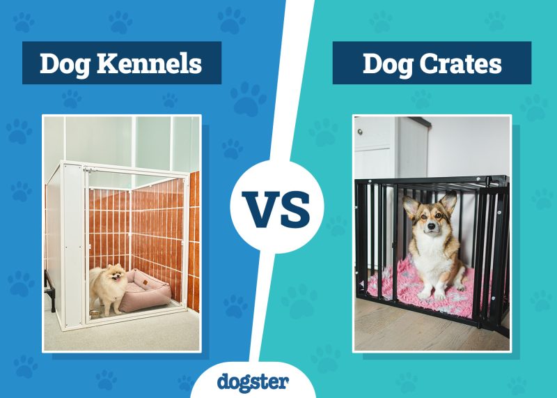 Dogster_Dog Kennels VS Crates