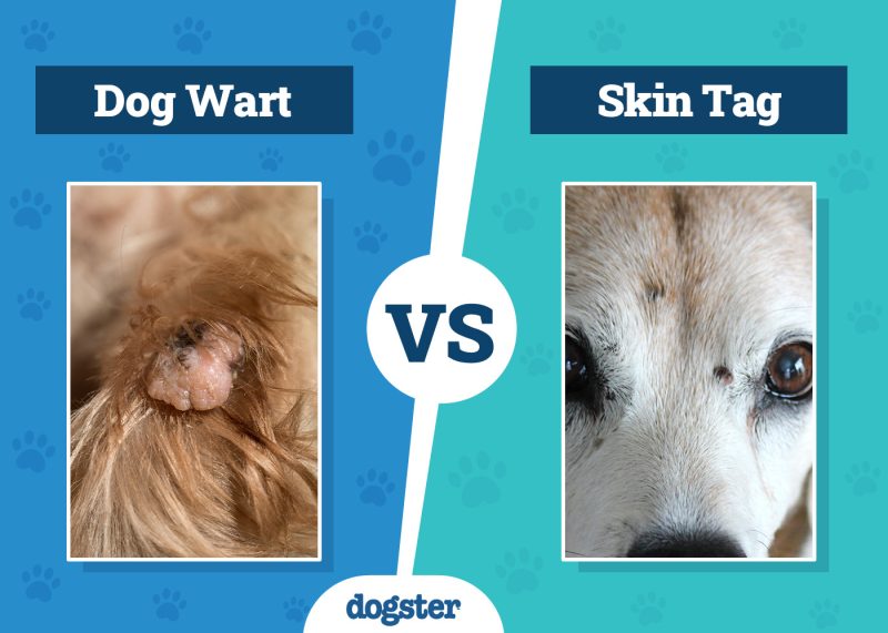 Dogster_Dog Wart vs Skin Tag