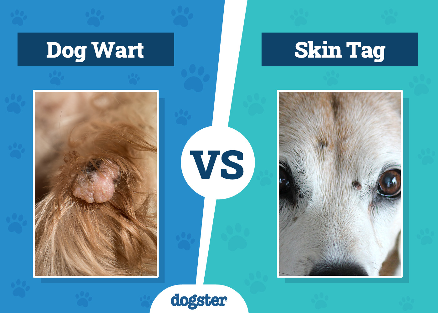 Dogster_Dog Wart vs Skin Tag