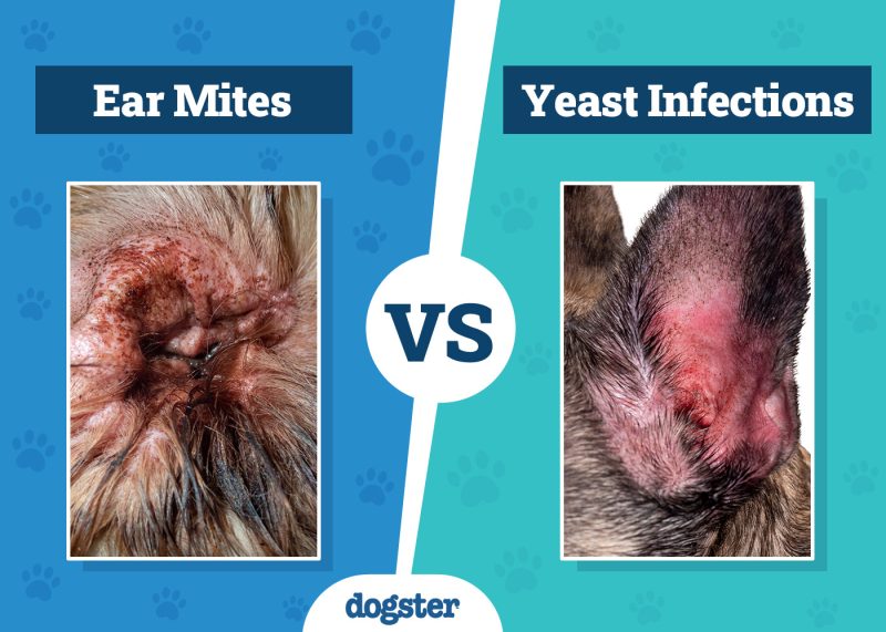 Dogster_Ear Mites vs Yeast Infections