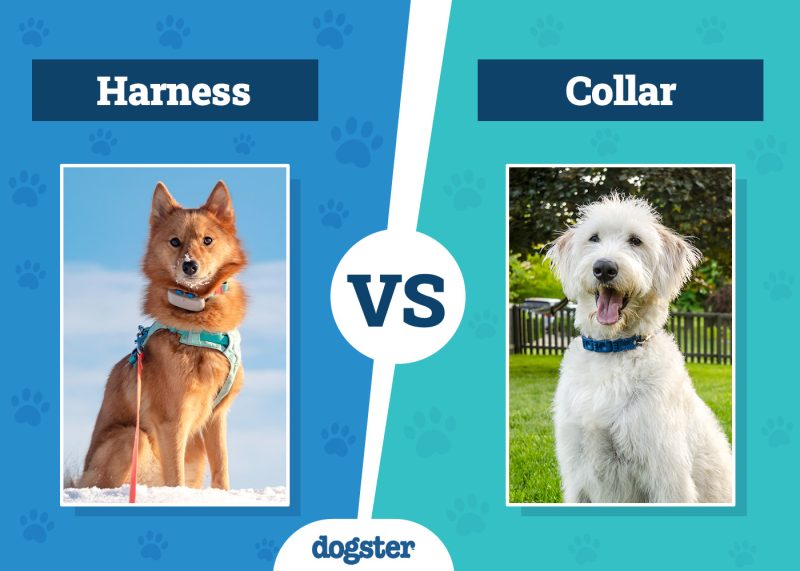 Dogster_Harness vs Collar