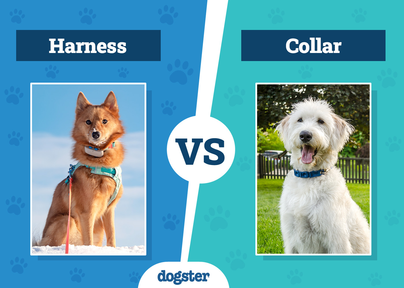 Dogster_Harness vs Collar
