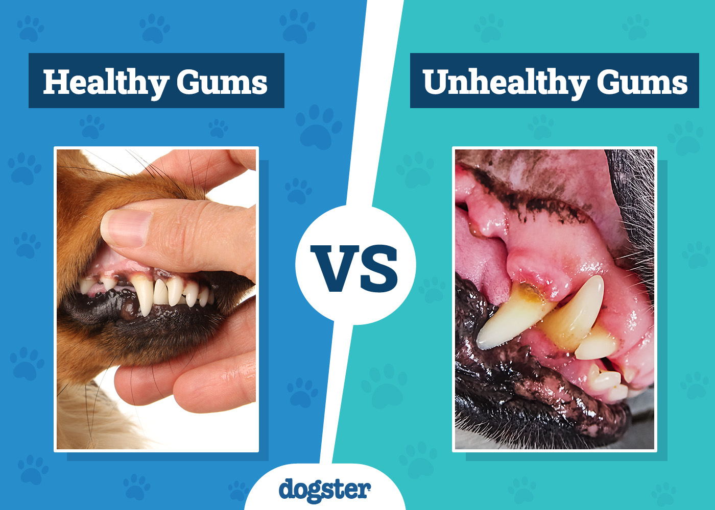 Dogster_Healthy vs Unhealthy Dog Gums