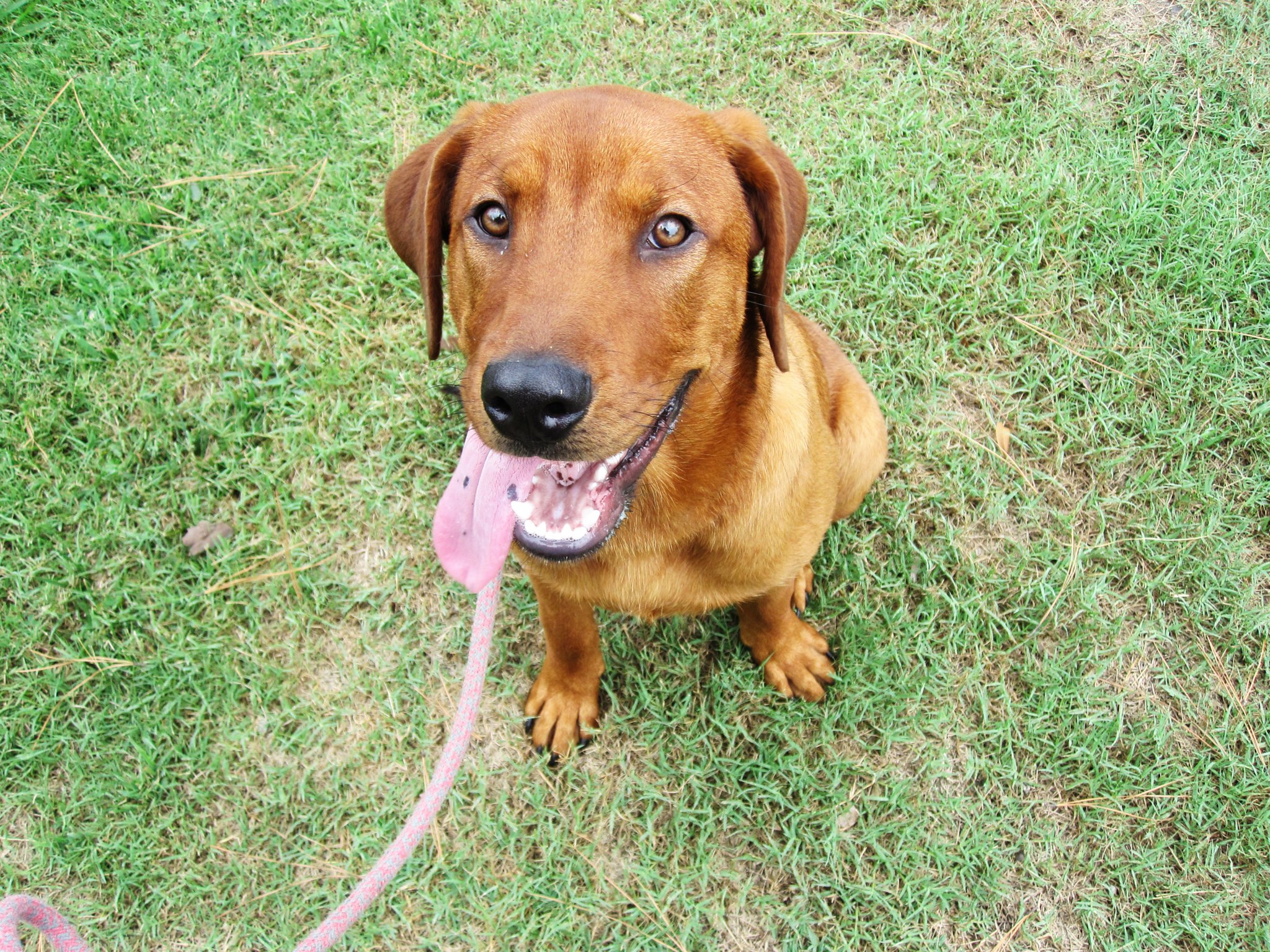 Duane is a happy boy Red Fox Labrador Retriever