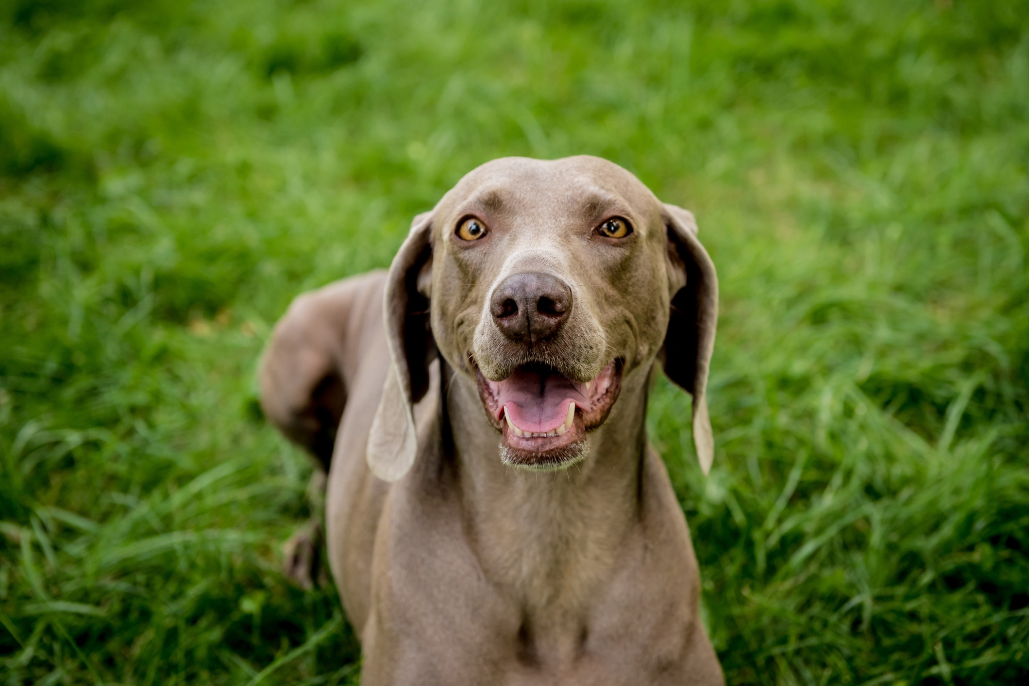 Portrait of cute weimaraner dog breed at the park.