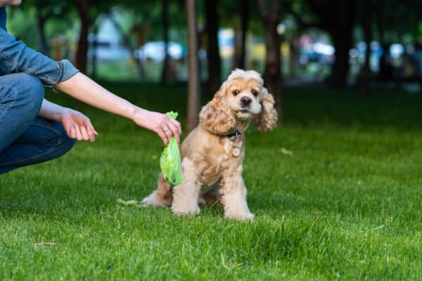 Woman clean shit after cocker spaniel in park