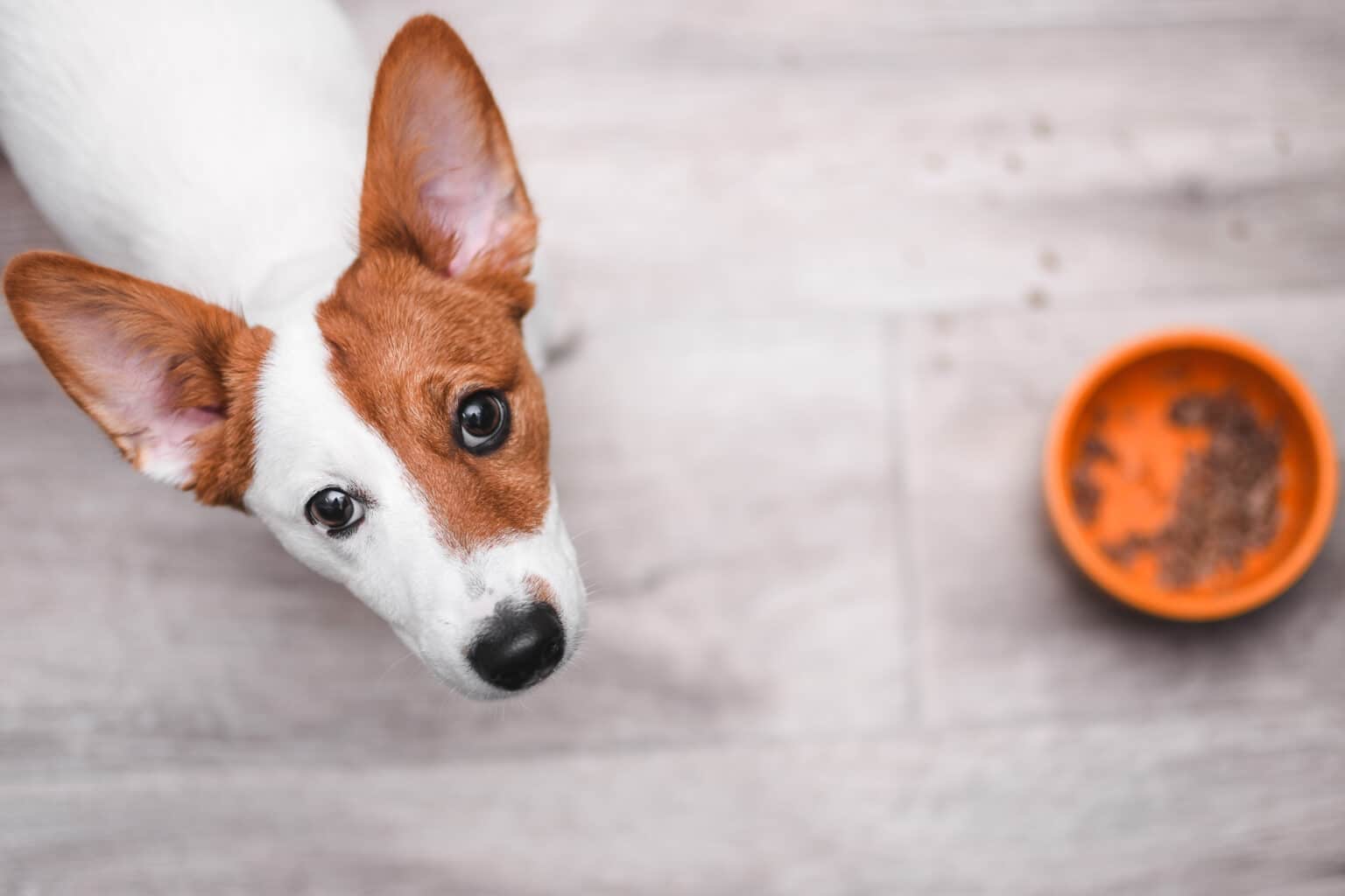 Why Isn’t My Puppy Eating? 8 VetReviewed Reasons Dogster
