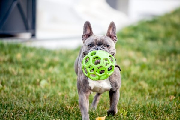 4 Safe Dog Toys and 4 to Avoid!