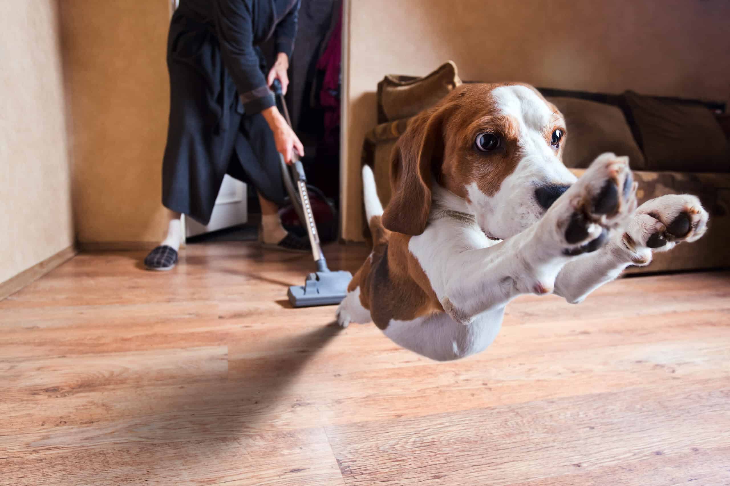 Dog afraid of vacuum cleaner