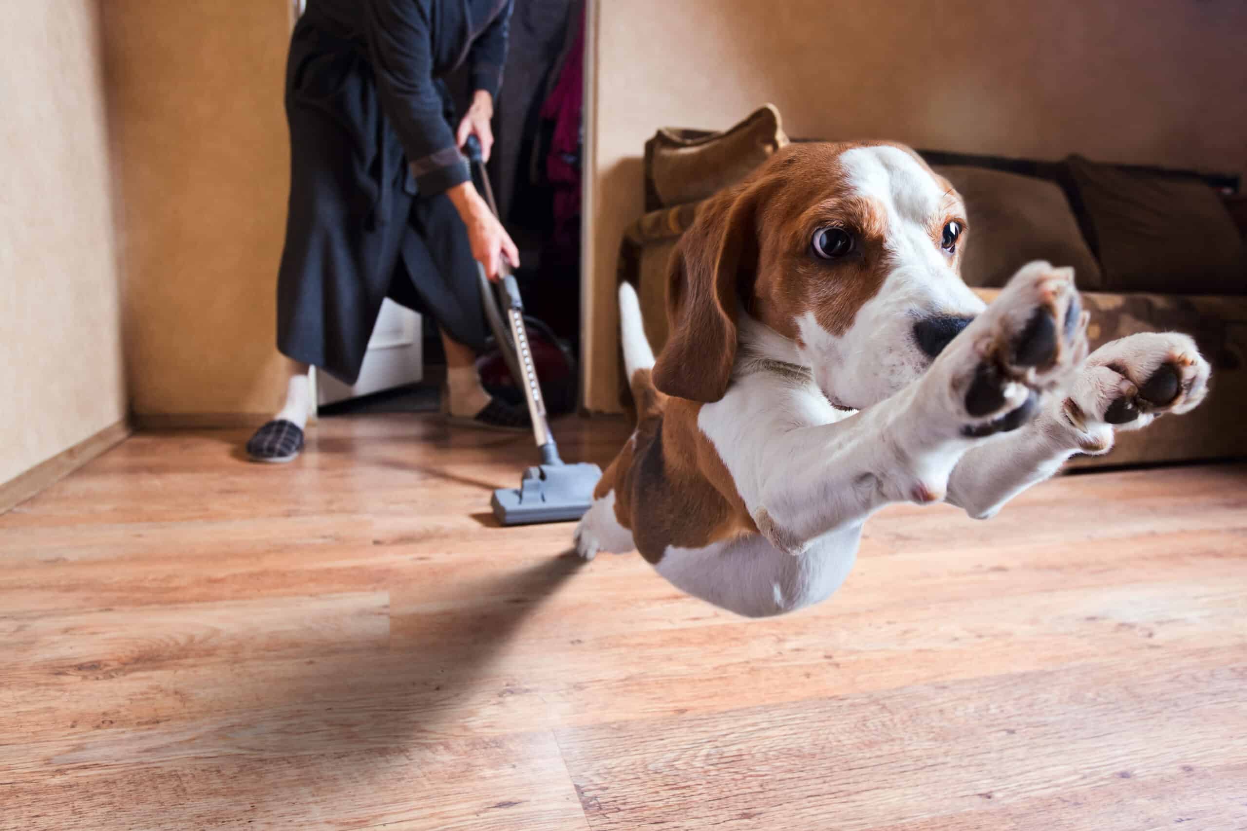 Why Are Dogs Scared of Vacuums and What To Do About It Dogster