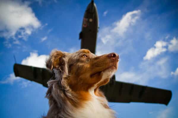 Dog with airplane