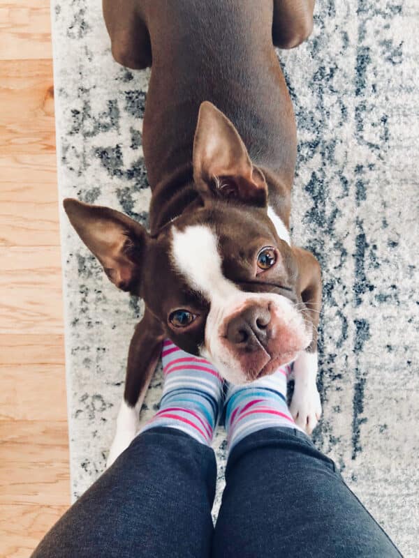 Boston Terrier dog looking up at woman wearing cozy socks