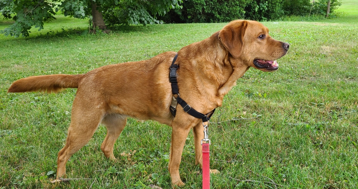 Harmony the Fox Red Labrador