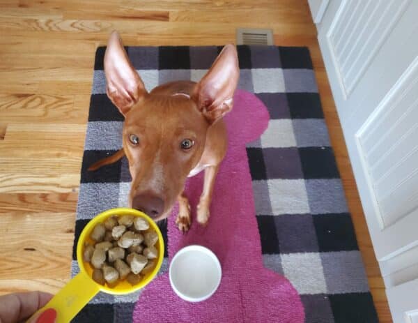 Dog with bowl of food