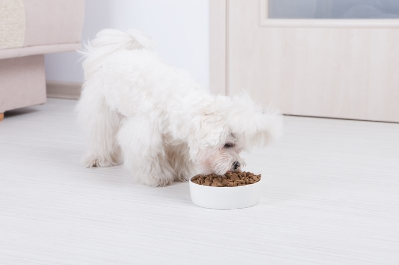Maltese dog eating from a bowl