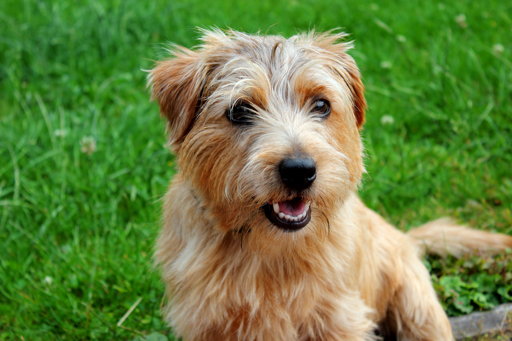 Norfolk-terrier