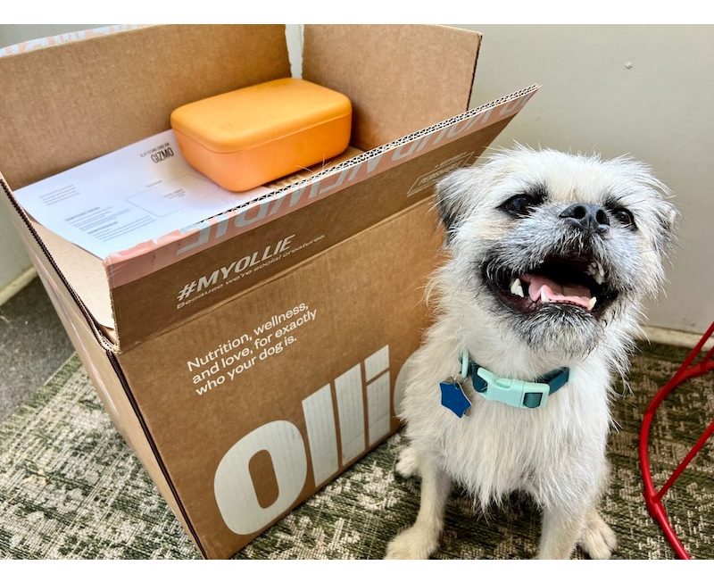 9 Best Dog Foods for Maltipoos in 2024 Reviews & Top Picks Dogster