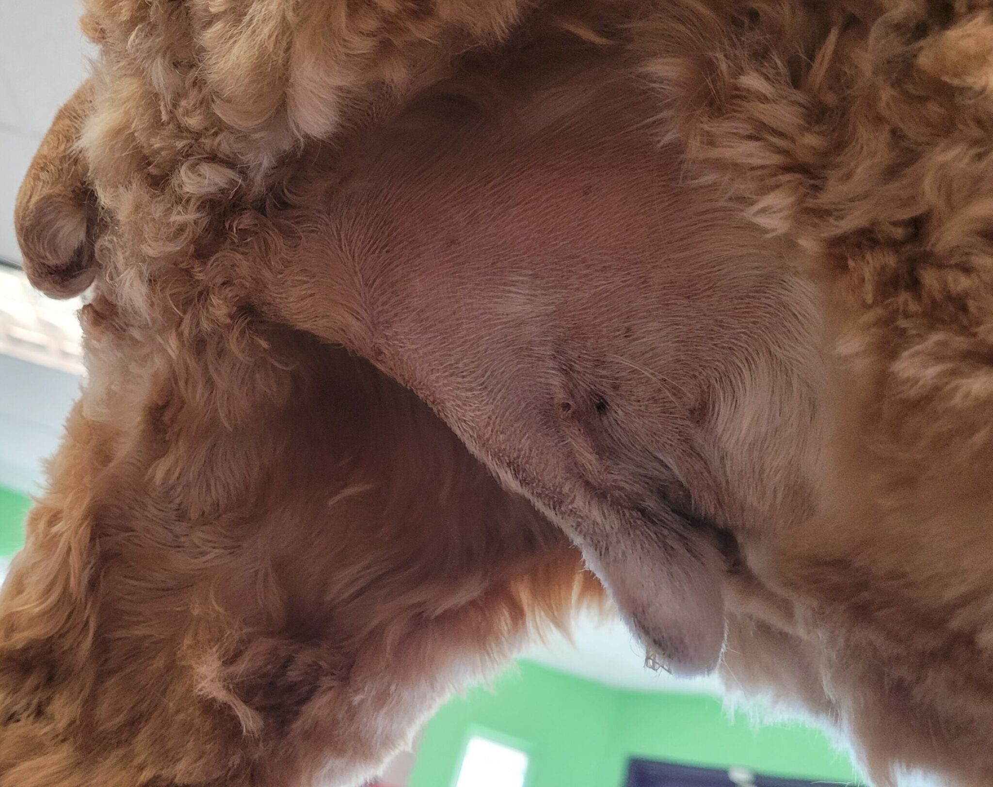 What Is a Dog Sanitary Trim? Purpose & Guide Dogster