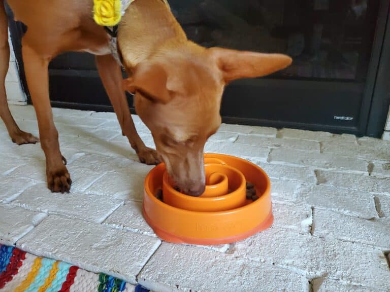 Are Slow Feeder Bowls Good for Dogs? Purpose & How to Use Them Dogster