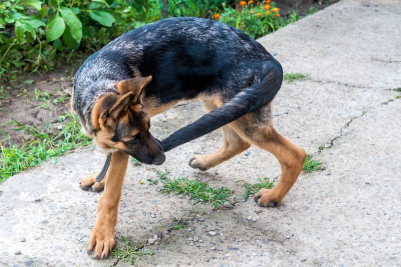 a young german shepherd chasing its tail