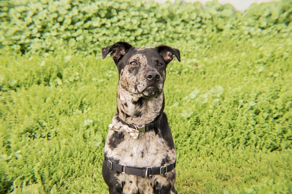 Catahoula Leopard Dog wearing harness