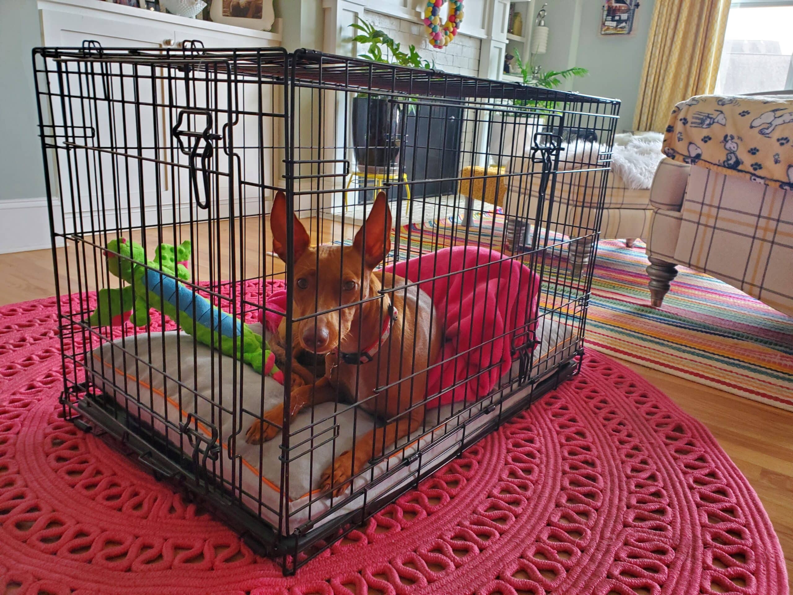 Dog sitting in kennel crate