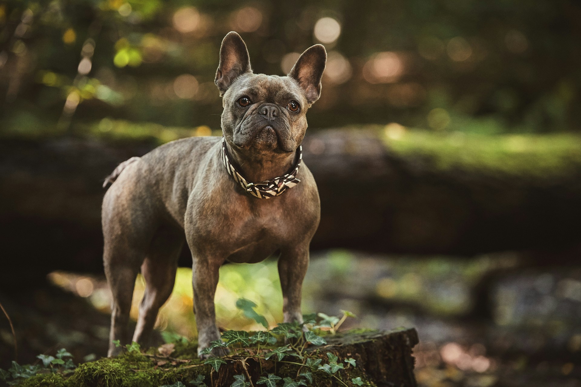 french bulldog with collar in the Forest