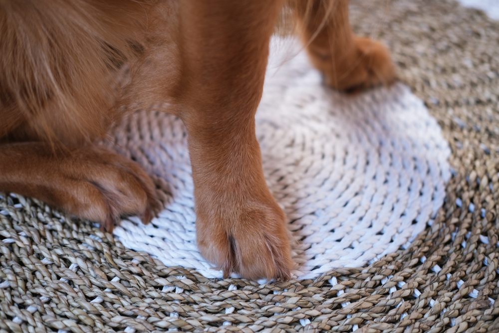 golden retriever dog paw