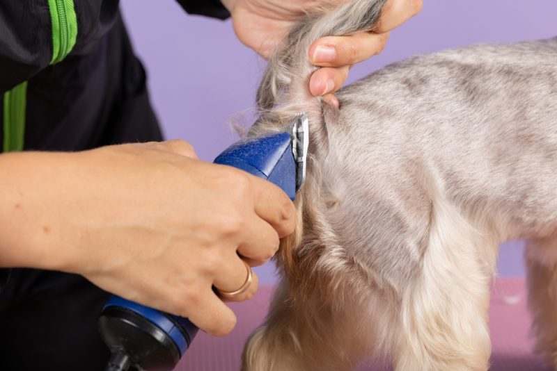 groomer trimming hair under the tail of the dog