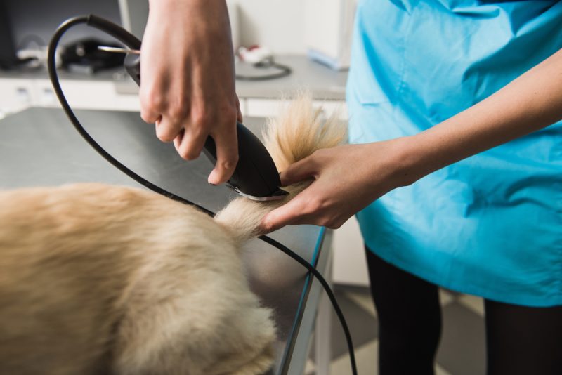 groomer trimming the dog