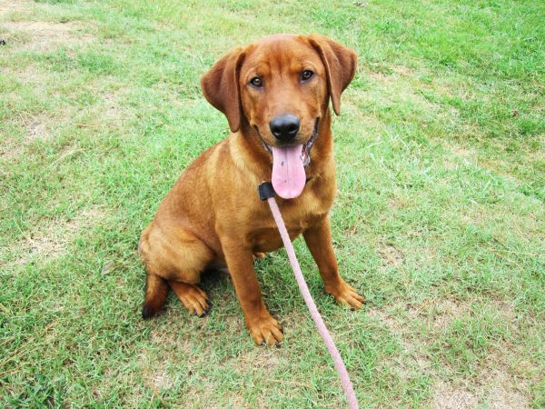 Fox Red Labrador Retriever Dog Breed: Info, Pictures, Origin & More ...