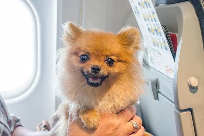 pomeranian dog on board in a plane