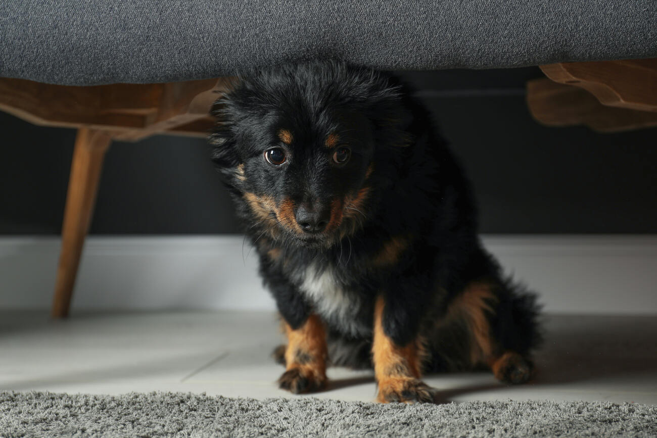 scared puppy under sofa