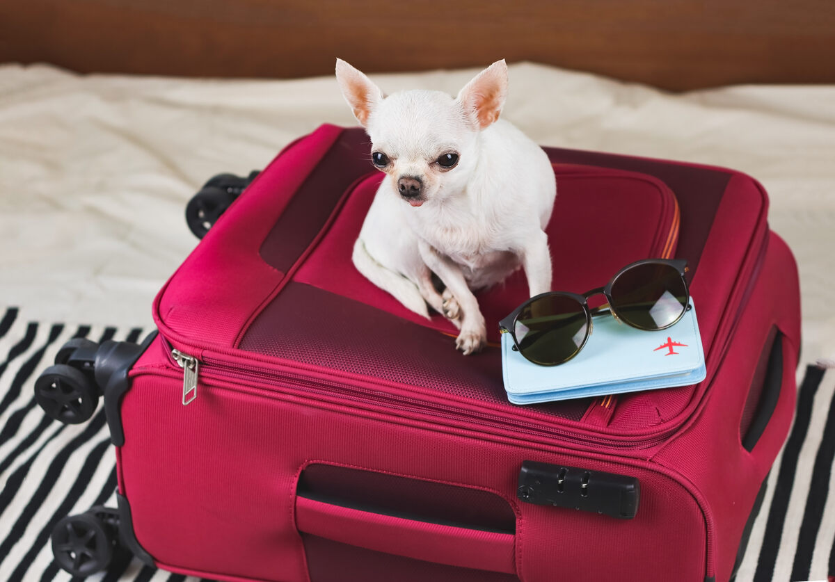 white Chihuahua sitting on luggage