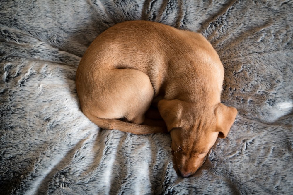 top view of a labrador puppy sleeping on the bed