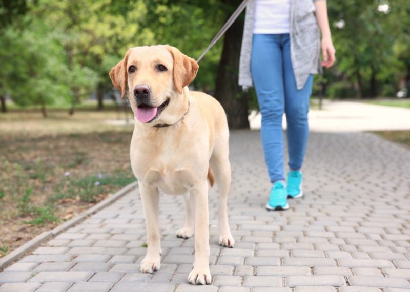 woman and labrador retriever going for a walk