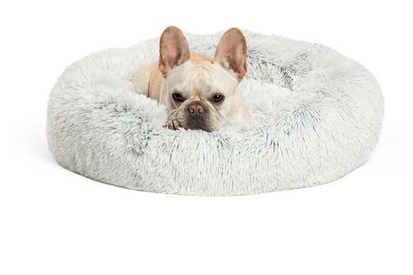 Dog in donut shaped bed