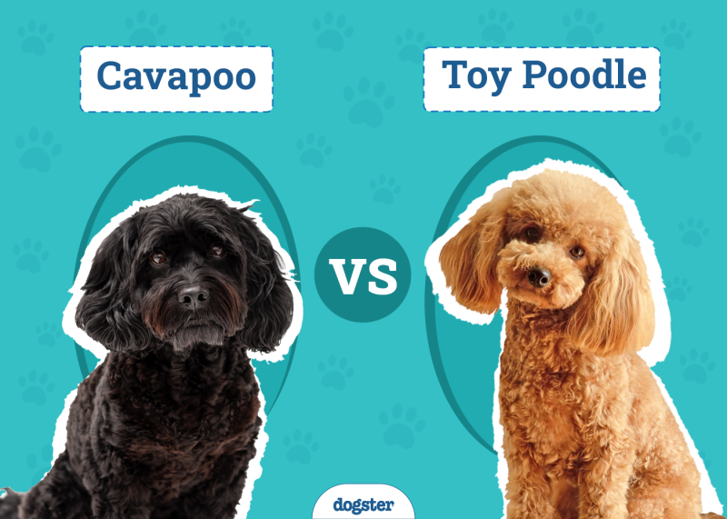 Cavapoo vs Toy Poodle