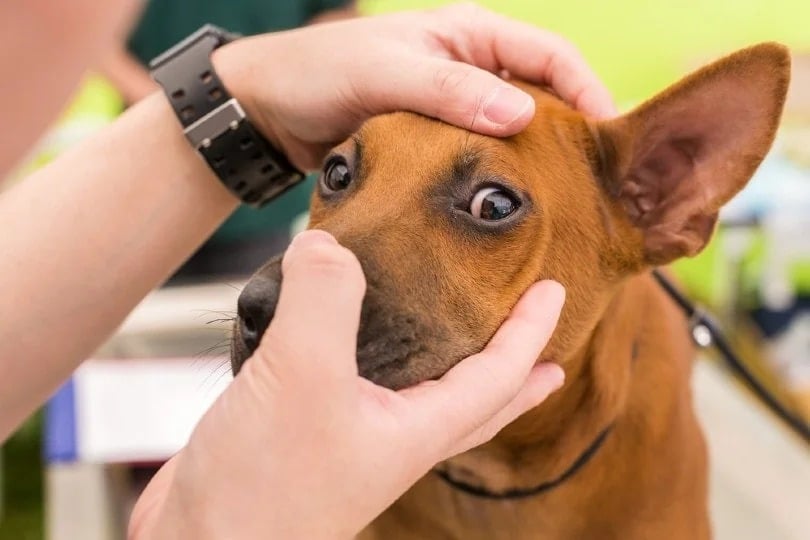 Close up dog with eye infection